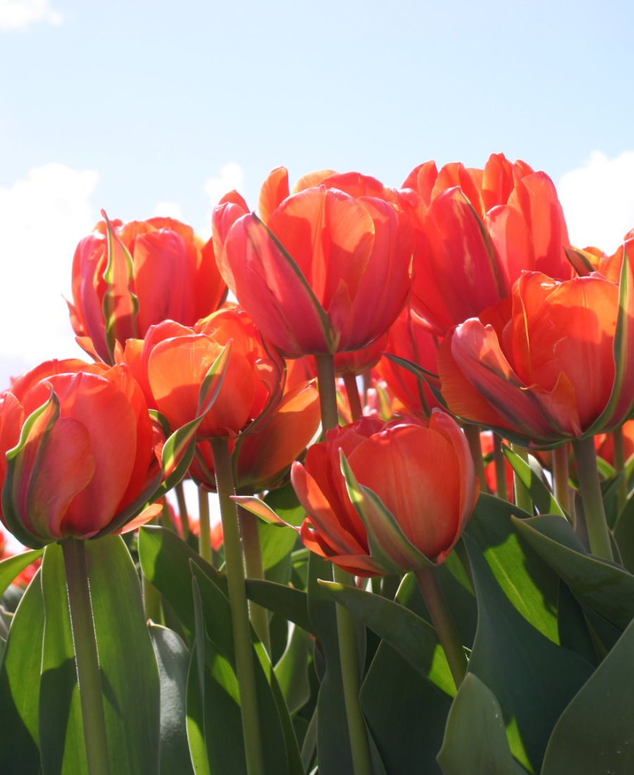 double tulips queensday