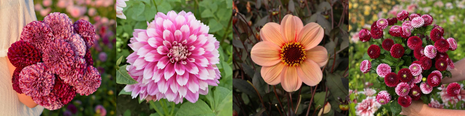 Dwarf dahlias