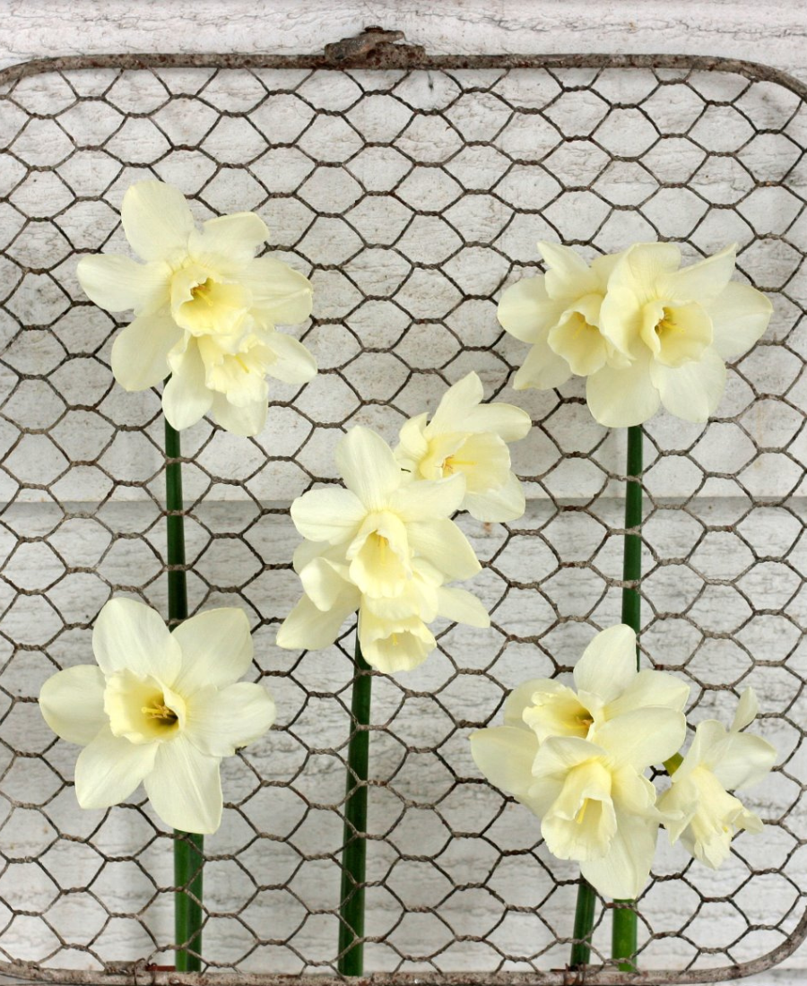 Multi headed daffodils Curlew
