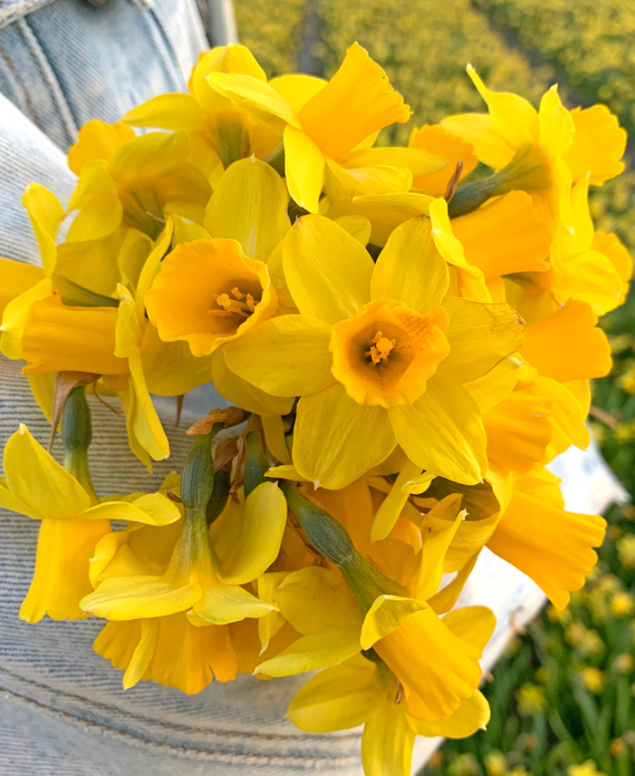 Multi headed daffodils Tete a Tete