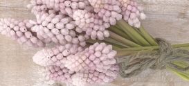Muscari bulbs