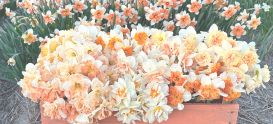 narcissus bulbs