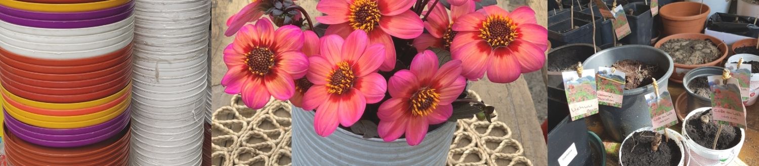 dahlia's vervroegen en oppotten