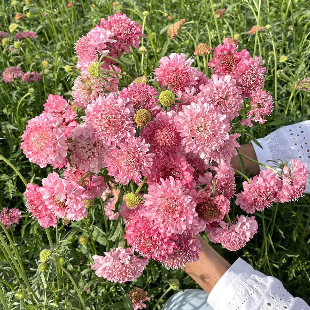 Scabiosa Flower Pink