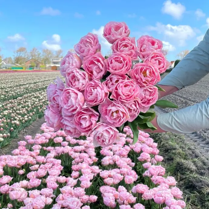 Tulp Mariage
