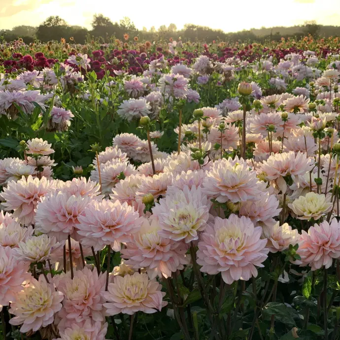 pot dahlia