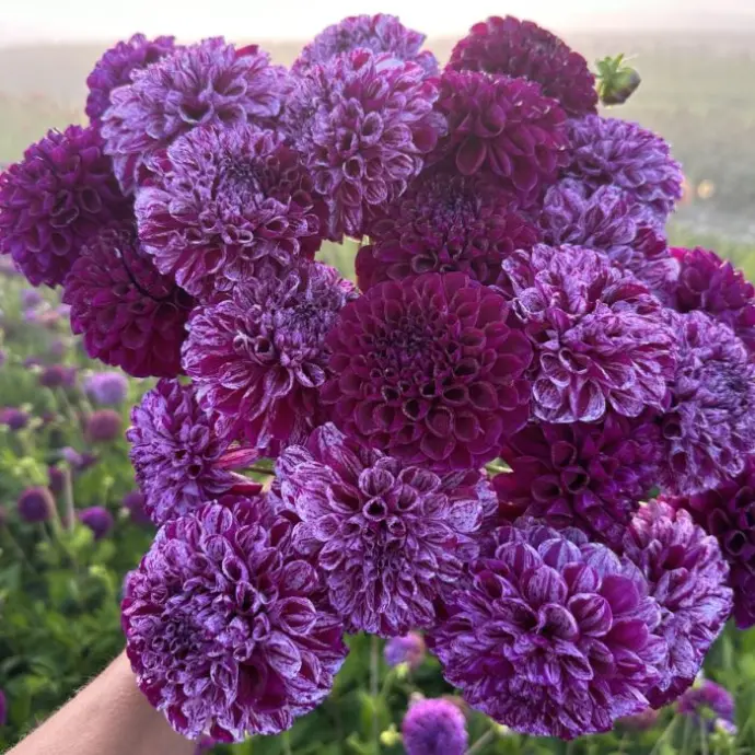 paarse dahlia