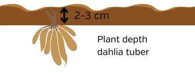 plant depth dahlia tuber
