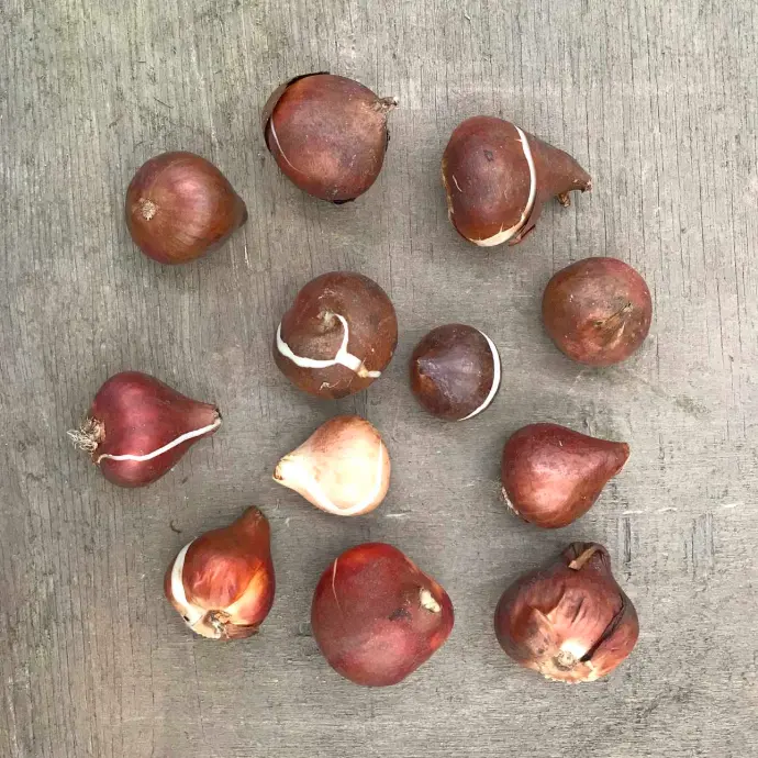 tulips bulbs