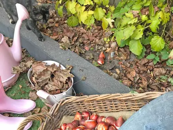 plant tulip bulbs