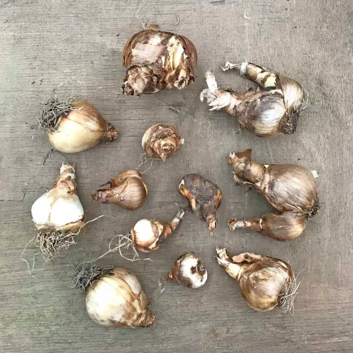 narcissus bulbs