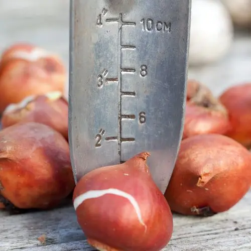 planting depth and spacing of your flower bulbs