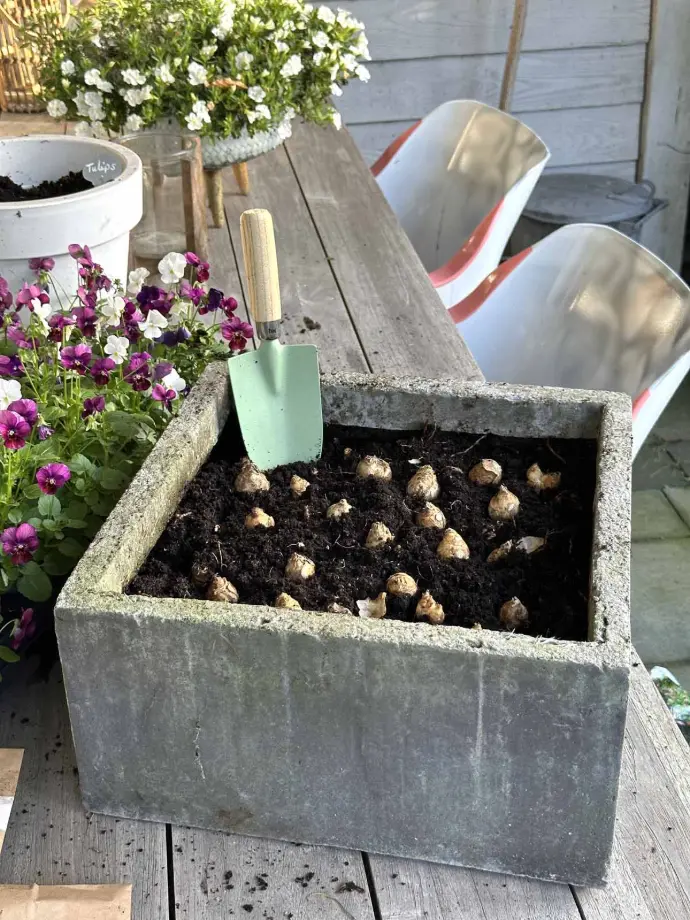 plant flower bulbs in pots and containers