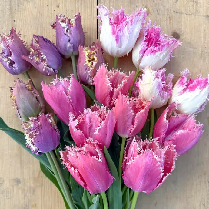 tulips