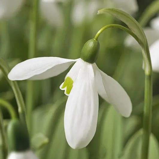 Early Spring Food Gap