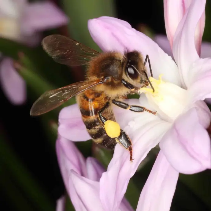 Bee-Friendly Flower Bulbs