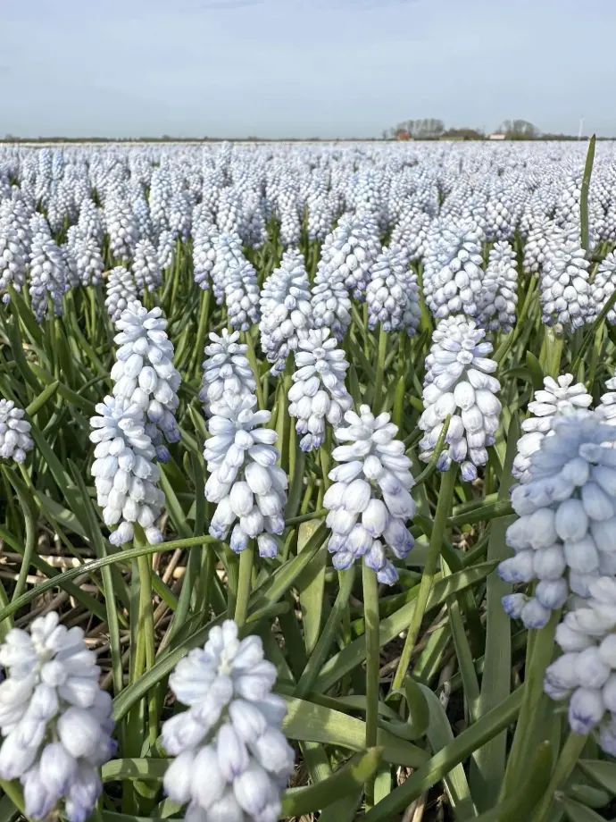 Grape Hyacinths (Muscari)