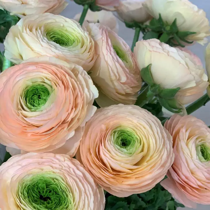 Ranunculus