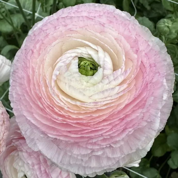 ranunculus