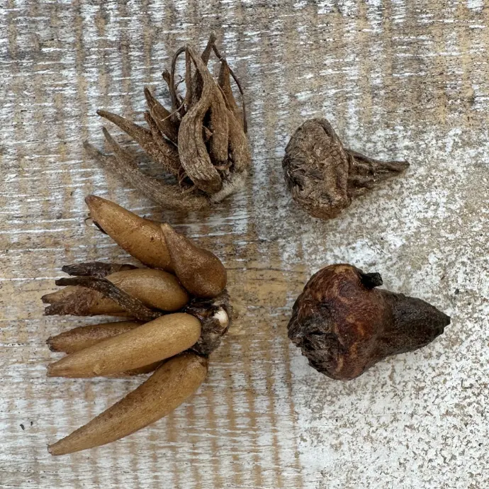 Ranunculus and Anemone Corms