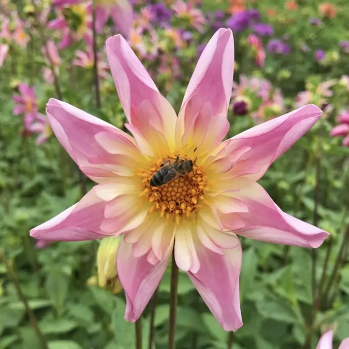 Open-centred flowers