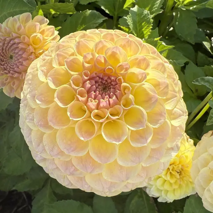 Ball Dahlia