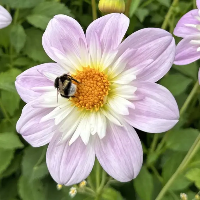 Single-Flowered Dahlias