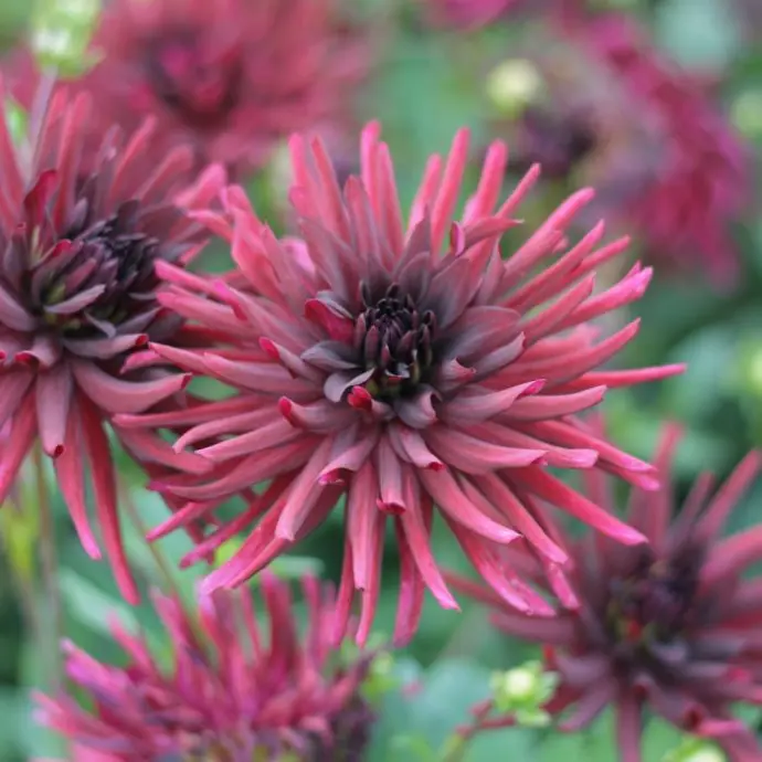 Cactus Dahlias