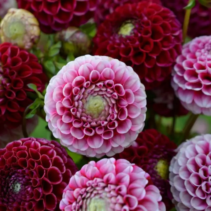 Pompon Dahlias