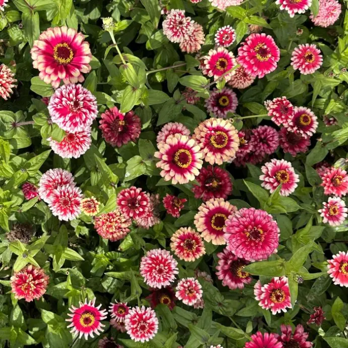 zinnia seeds
