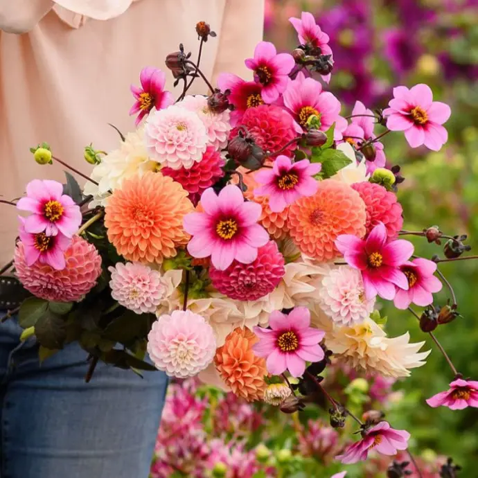 Dahlia gift