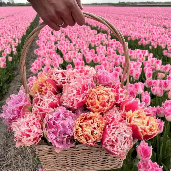 Tulips