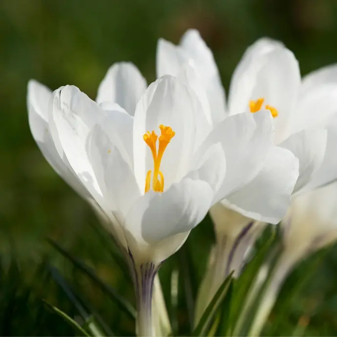Crocus Ice Queen