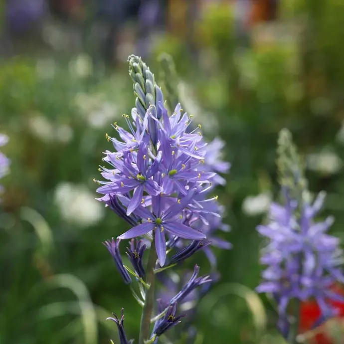 naturalising flower bulbs