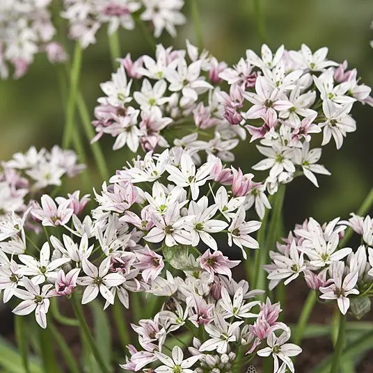 Allium Cameleon.