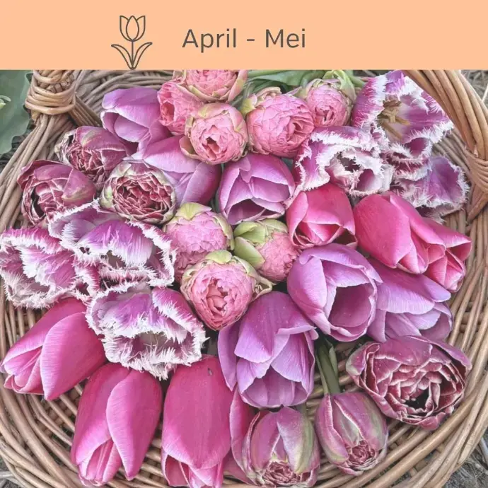 tulips