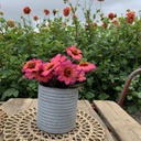 Dahlegria Tricolore
