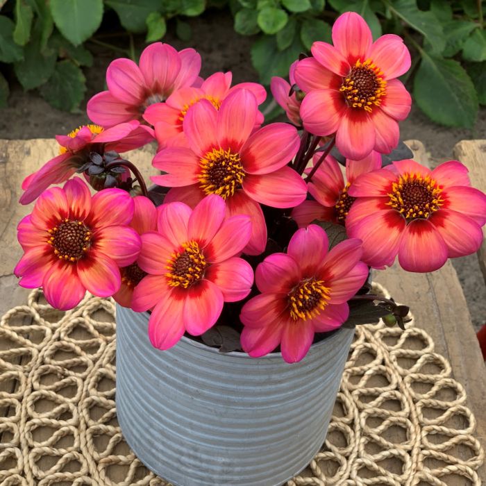 Dahlegria Tricolore