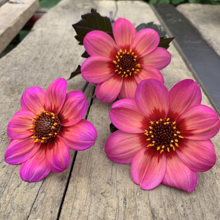 Dahlegria Tricolore