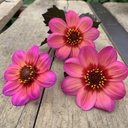 Dahlegria Tricolore