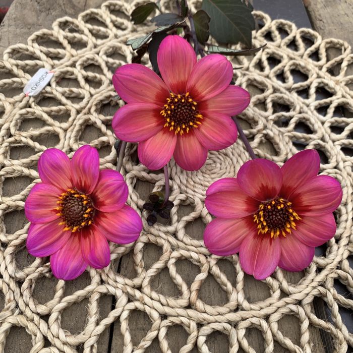 Dahlegria Tricolore