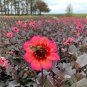 Dahlegria Tricolore