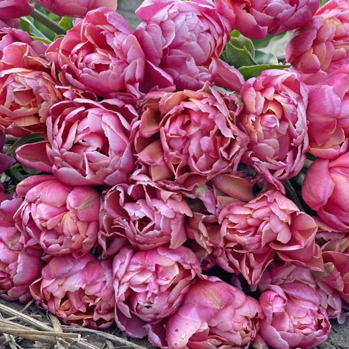 Pink Star