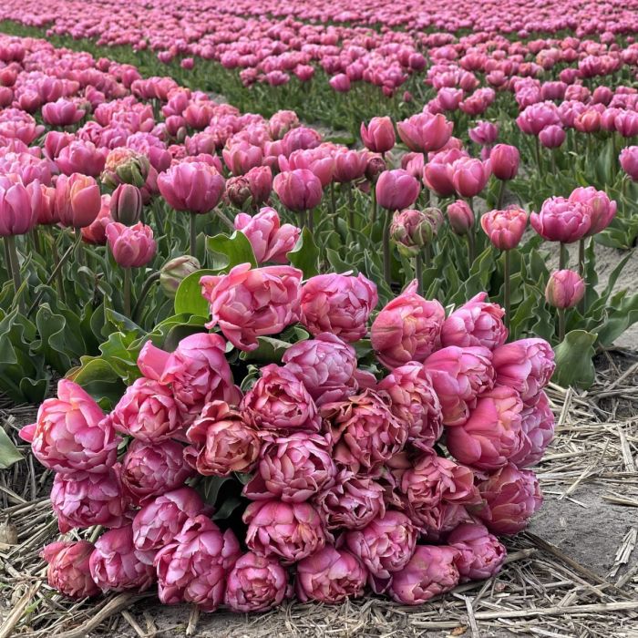 Pink Star
