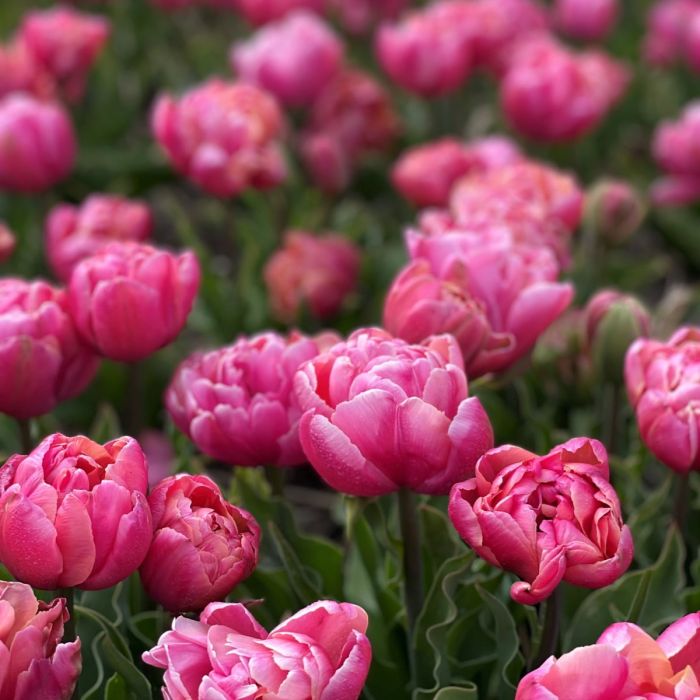 Pink Star