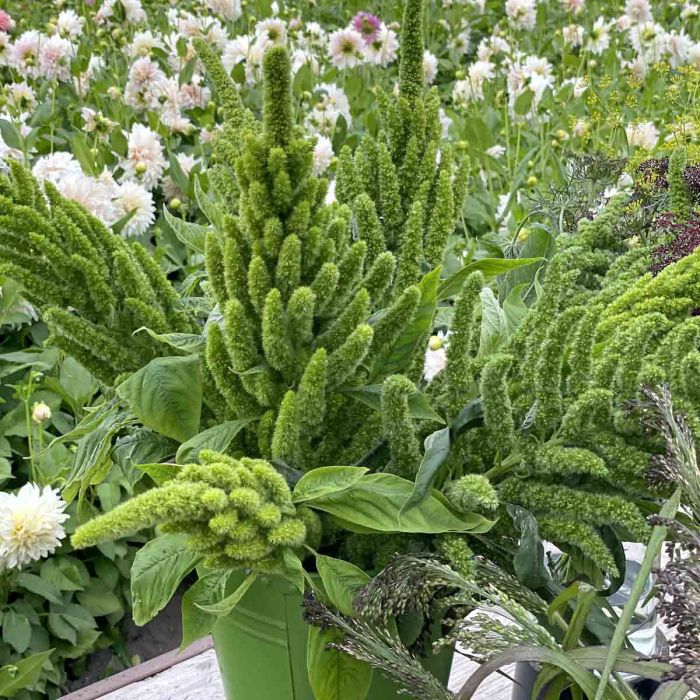 Amaranthus Green Thumb