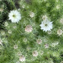 Nigella Albion Green Pod