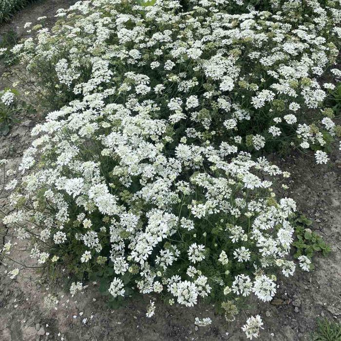 Orlaya Grandiflora White