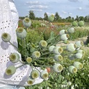 Papaver Bread Seed Poppy