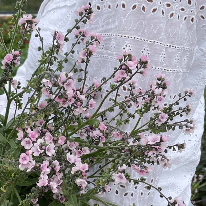 Forget-me-not Mystery Rose